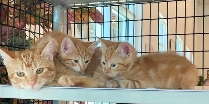 orange tabby an incredible single dad and his two kittens seek home together in texas
