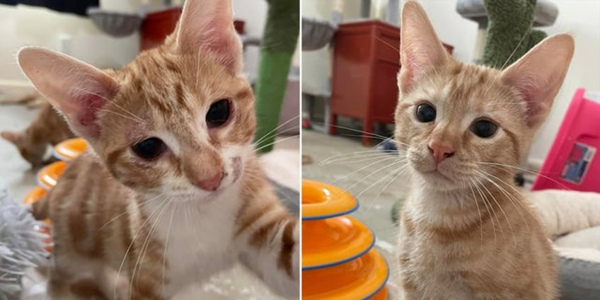 orange tabby an incredible single dad and his two kittens seek home together in texas