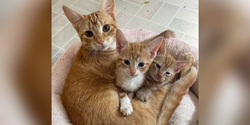 orange tabby an incredible single dad and his two kittens seek home together in texas