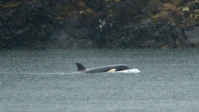Orca