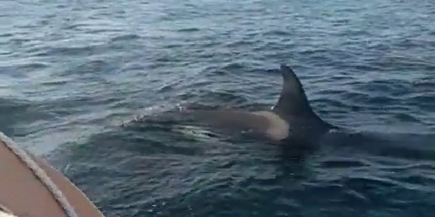 orcas attack boat off the coast of portugal for 30 minutes sailor sets off emergency alert