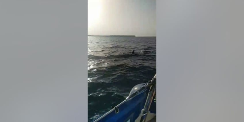 orcas attack boat off the coast of portugal for 30 minutes sailor sets off emergency alert