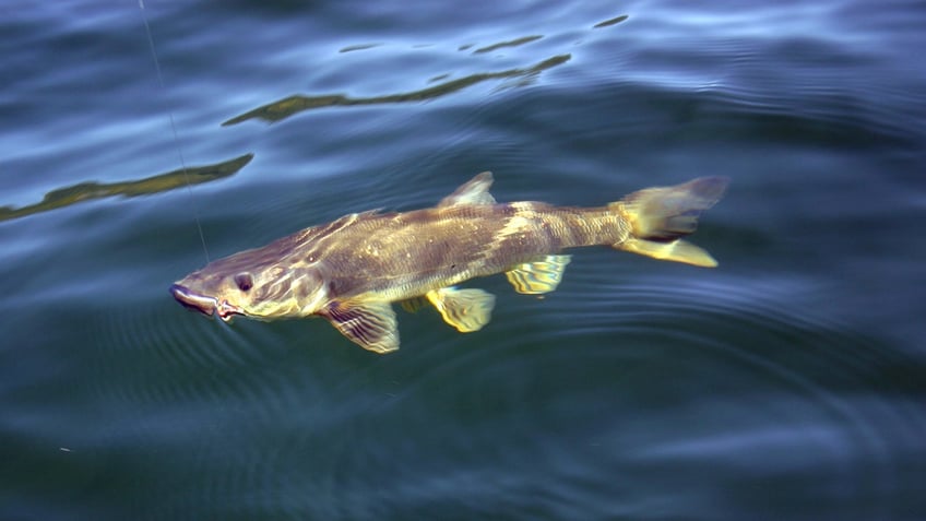 oregon fisherman earns over 100k after removing unwanted species found in states rivers