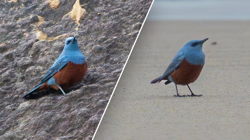 Rare-Blue-Rock-Thrush-split