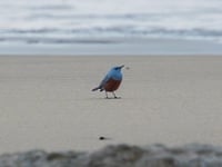 Oregon teacher captures images of 'very rare' bird never before seen in US