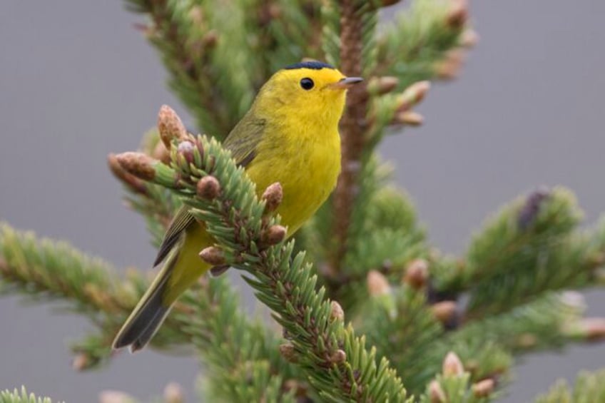 ornithological society to rename dozens of birds and stop naming them after people