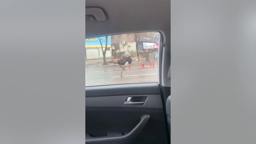 ostrich running in traffic