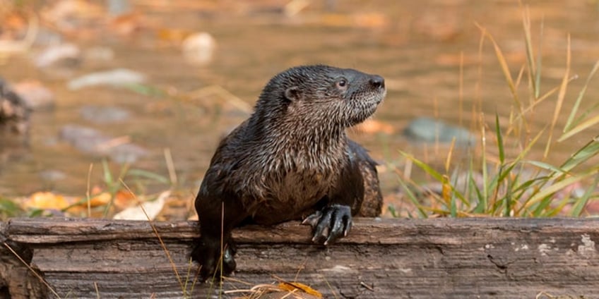 otter attack injures 3 women on montana river requiring airlift