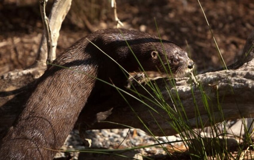 otter attacks women floating down montana river