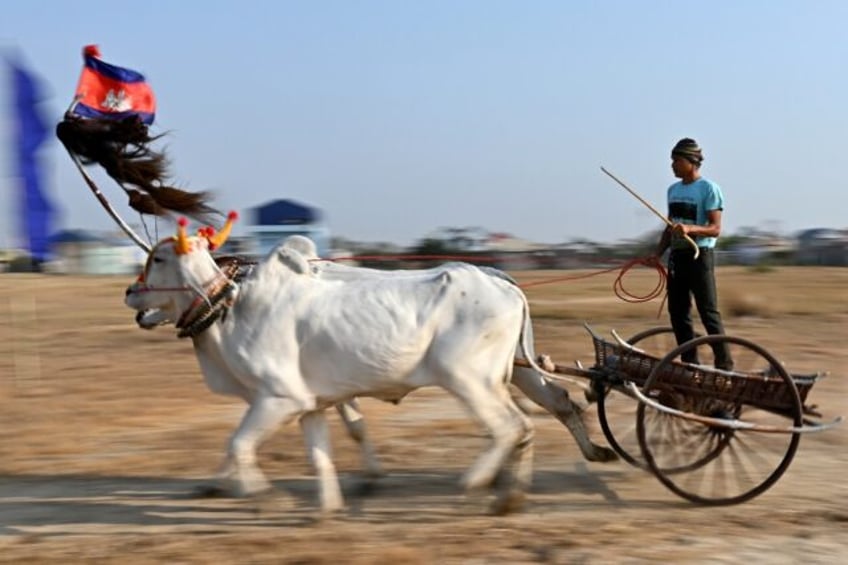 Oxcart racing in Cambodia's Kampong Speu province on April 7, 2024