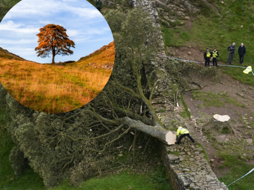 outrage and police investigation as one of britains most famous trees cut down overnight