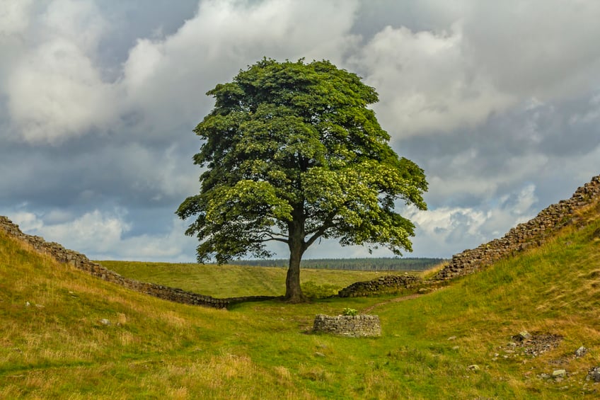 outrage and police investigation as one of britains most famous trees cut down overnight