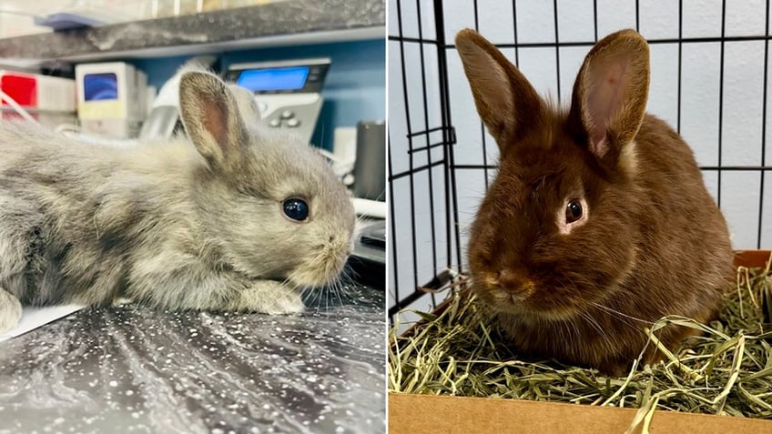 rabbits from Bradenton, Florida hoarding situation