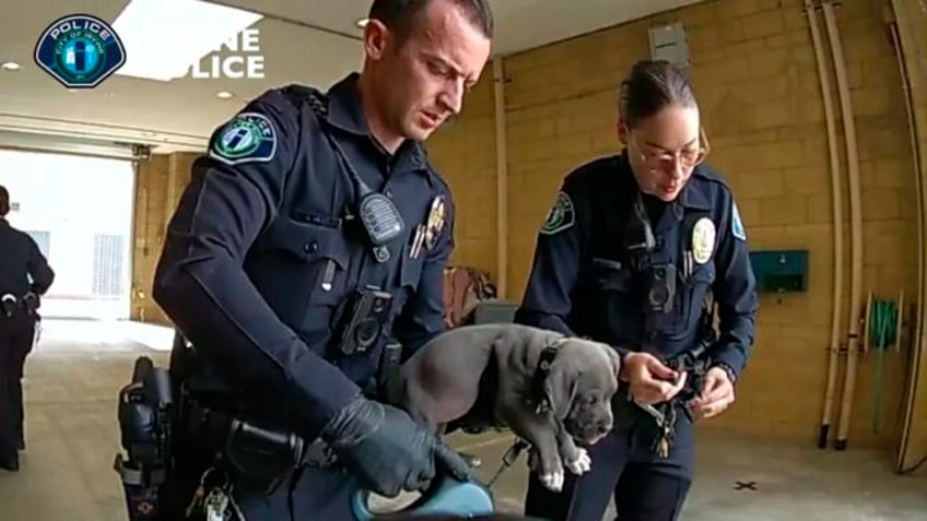 overdose reversing drug administered to puppy after possible fentanyl exposure in california