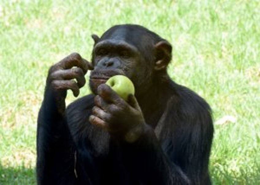 Oxford study suggests chimps use medicinal plants to heal wounds, aid others