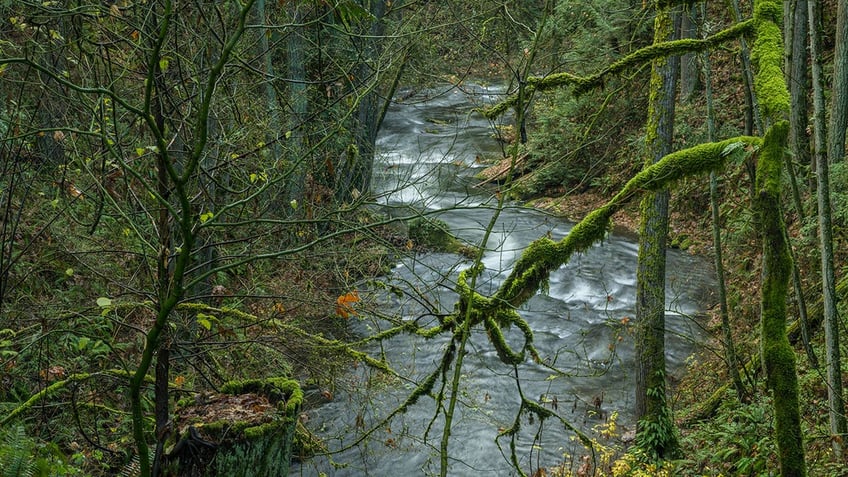 Washington State trees