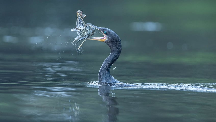 A bird catches a fish in its mouth in a body of water.