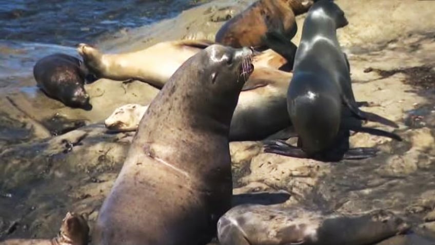 Sea lions on the rocks at Point La Jolla