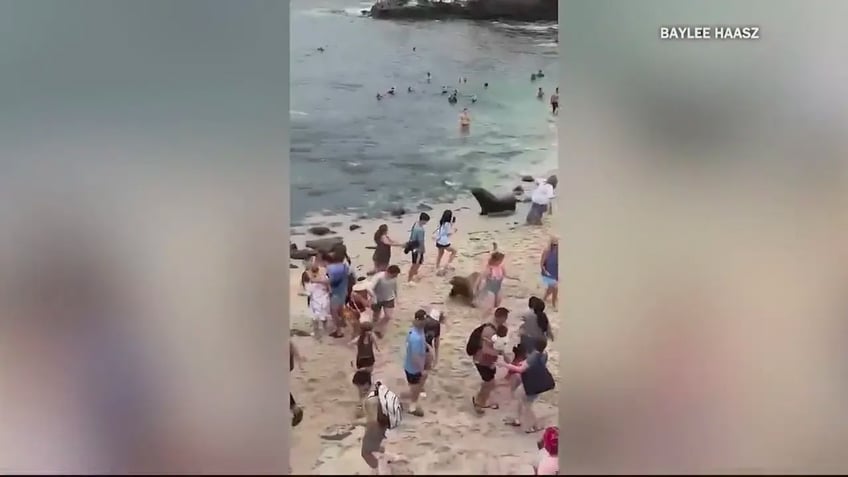 Sea lions at La Jolla Cove