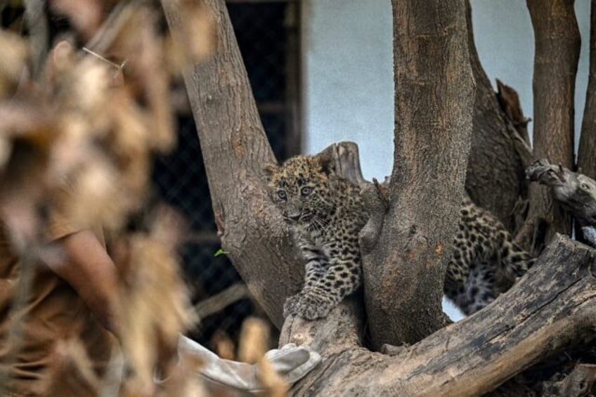 Within months of the Islamabad Zoo's closure, a small rescue centre began to take root at