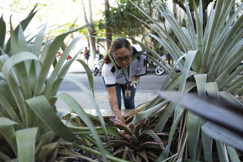 panamerican health officials breakbone dengue fever cases reach emergency levels