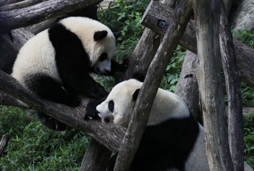 Giant panda cub Bei Bei (L) plays with his mother Mei Xiang (R) at the Smithsonian Nationa