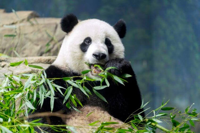 panda diplomacy the departure of dcs beloved pandas may signal a wider chinese pullback