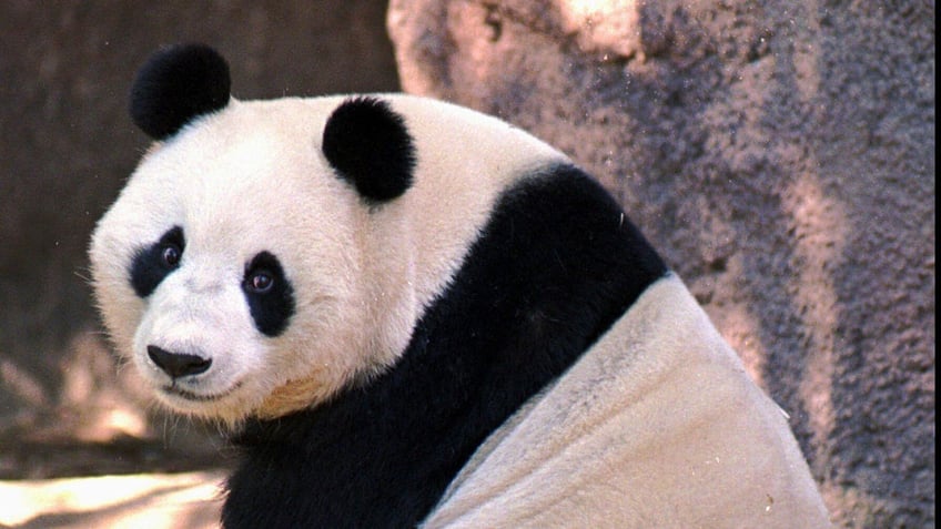 Bai Yun the giant panda at the San Diego Zoo in 1996