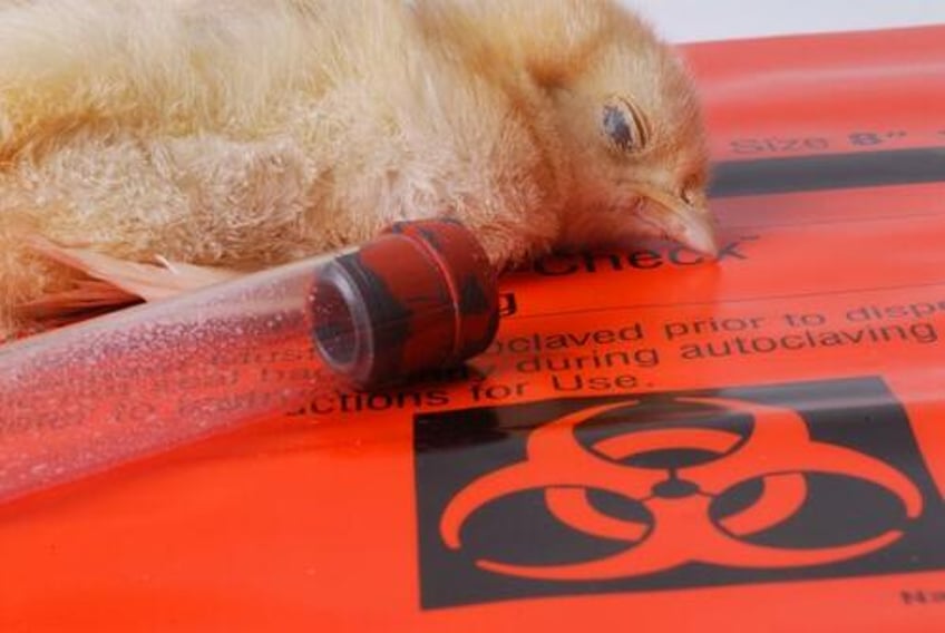 pandemic 20 fda to grant emergency use authorization eua for mrna bird flu shots just like what happened with covid