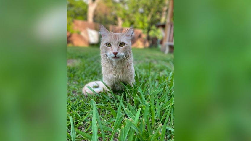 Shrimp playing in the grass