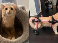 Paralyzed cat in Texas up for adoption seeks 'her person' for cuddles and care