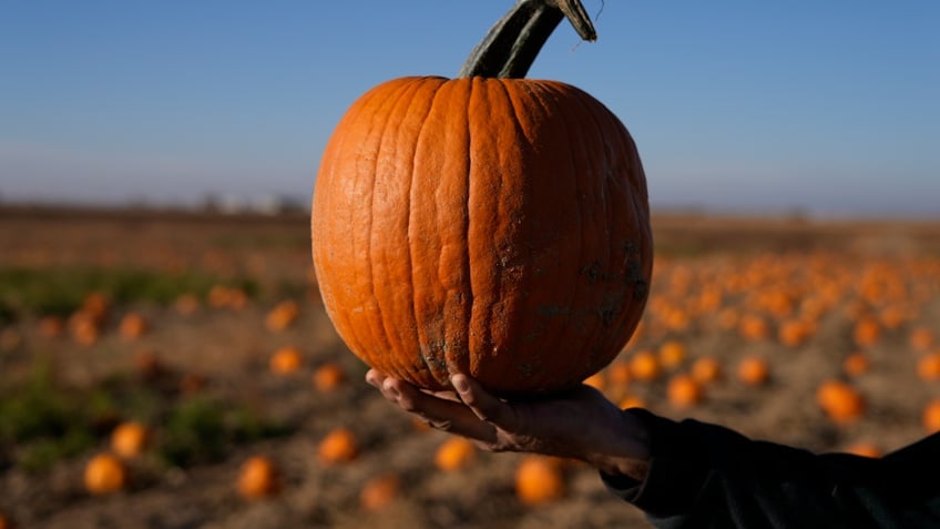 parched pumpkins how a drought is impacting halloween festivities