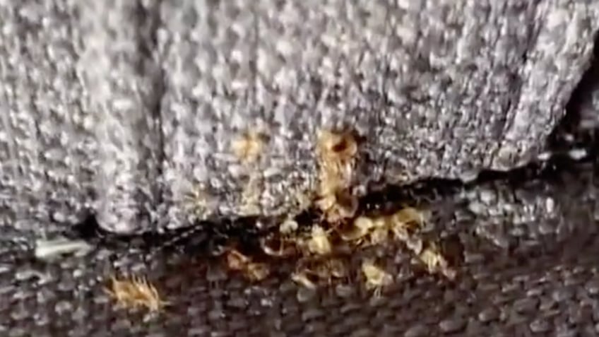 paris resident feels like a plague victim as bedbug infestation crawls into public spaces