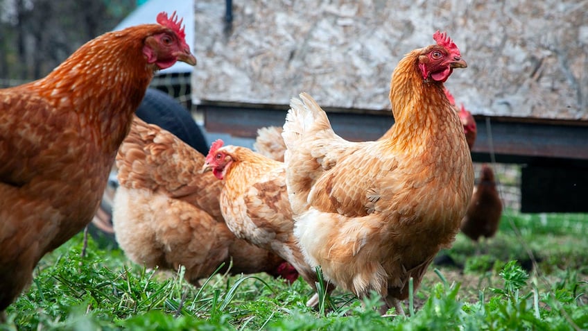 France chicken farm