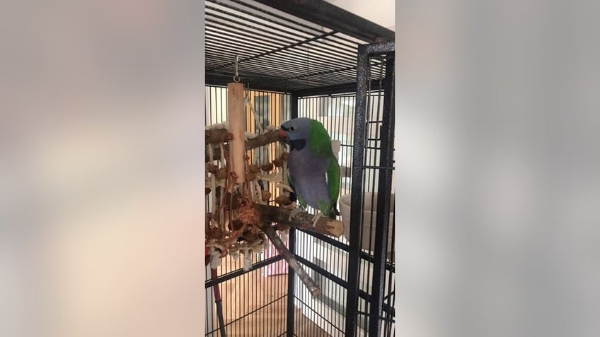 parrot who picked the lock on its cage is found 30 miles away from home in miracle moment