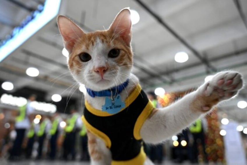 paw patrol philippine security guards adopt stray cats