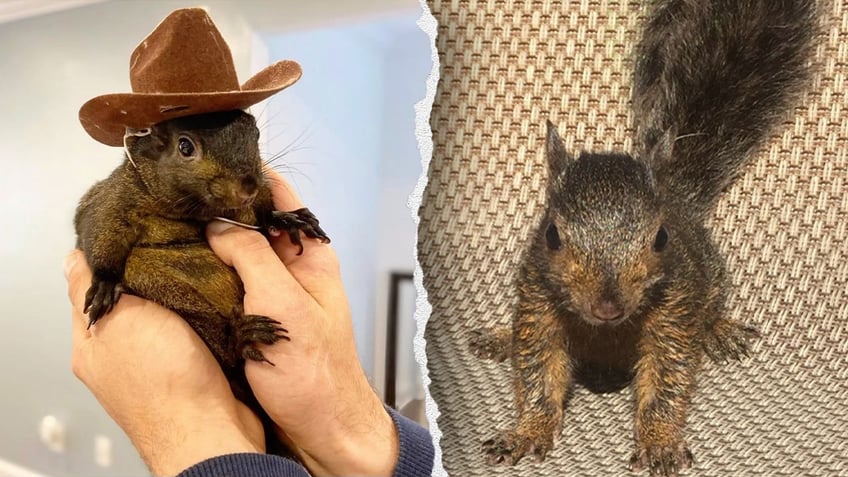 Peanut the squirrel wearing cowboy hat, left, baby Peanut the squirrel, right