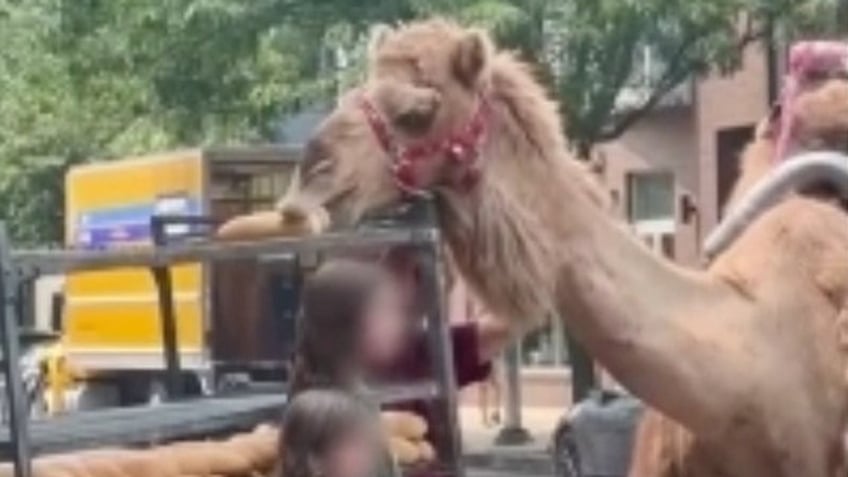 pearl the camel spotted scarfing down a hoagie roll in downtown philadelphia video