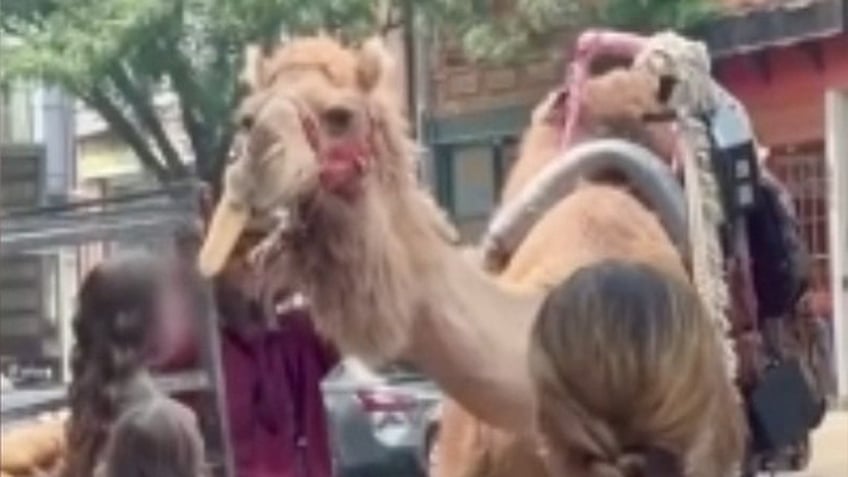 pearl the camel spotted scarfing down a hoagie roll in downtown philadelphia video