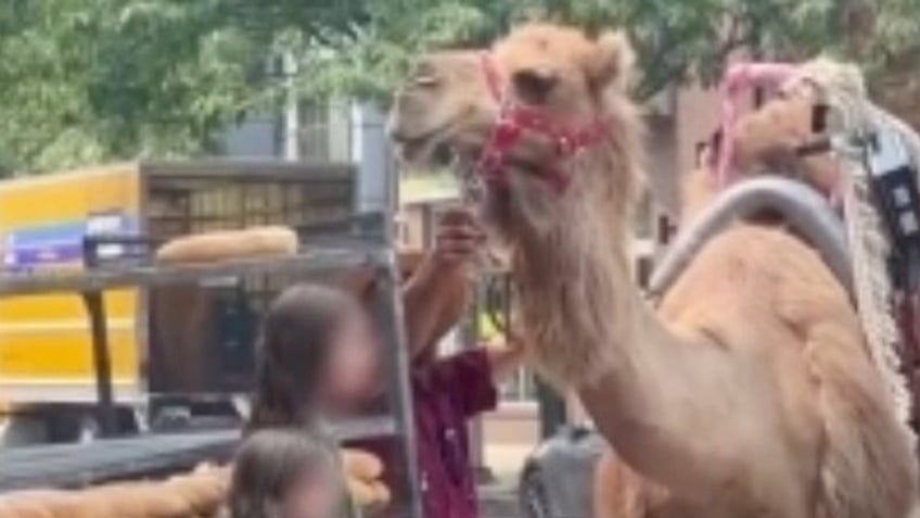 pearl the camel spotted scarfing down a hoagie roll in downtown philadelphia video