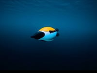 Penguin-inspired robot explores sea using AI