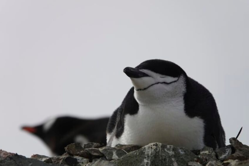 penguin parents sleep for just a few seconds at a time to guard newborns study shows