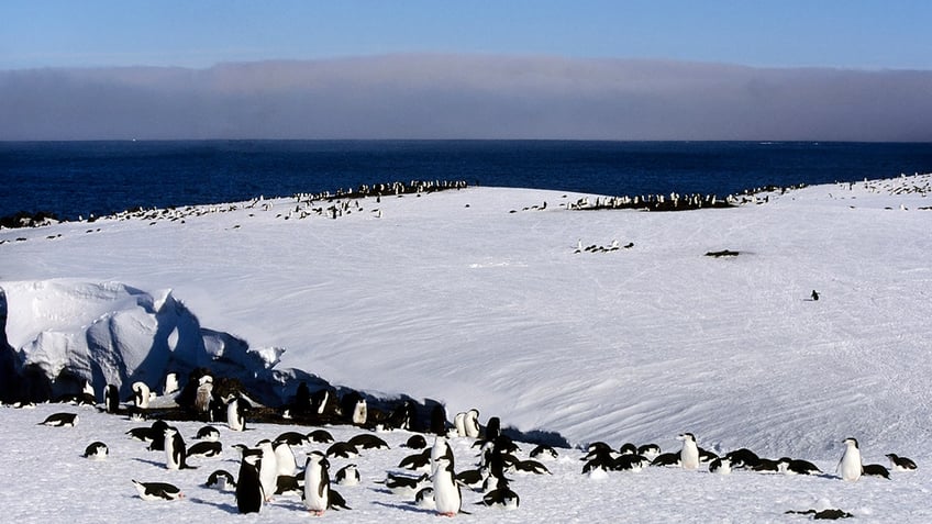 penguin parents take more than 10000 tiny naps per day study reveals