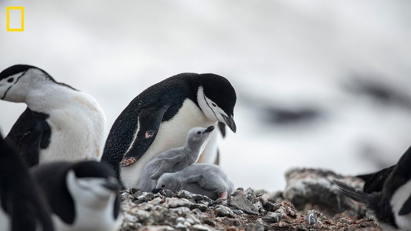 penguin parents take more than 10000 tiny naps per day study reveals