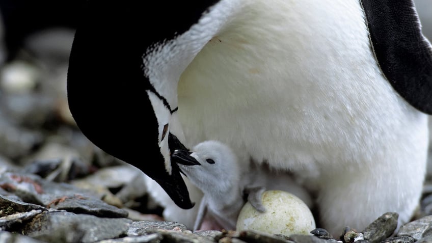 penguin parents take more than 10000 tiny naps per day study reveals