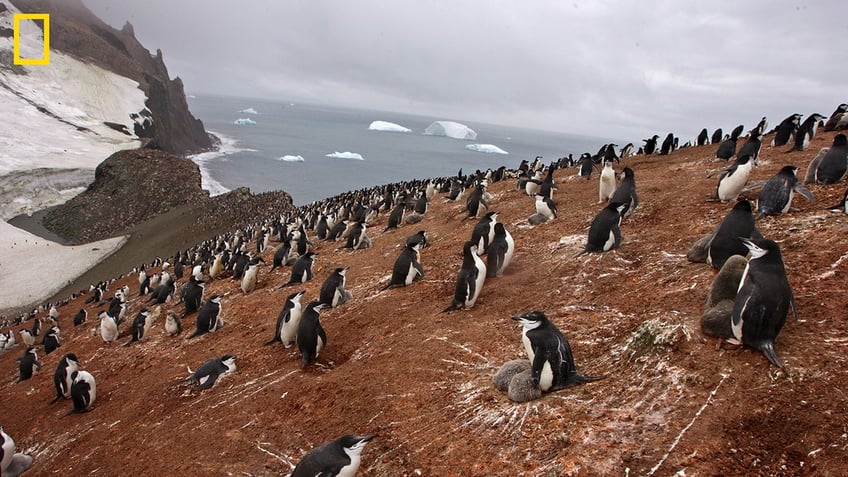 penguin parents take more than 10000 tiny naps per day study reveals