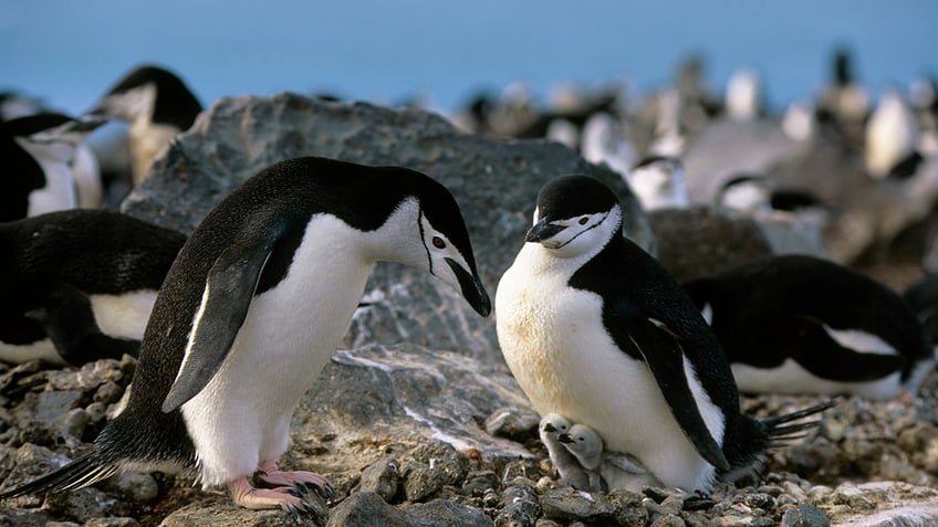 penguin parents take more than 10000 tiny naps per day study reveals