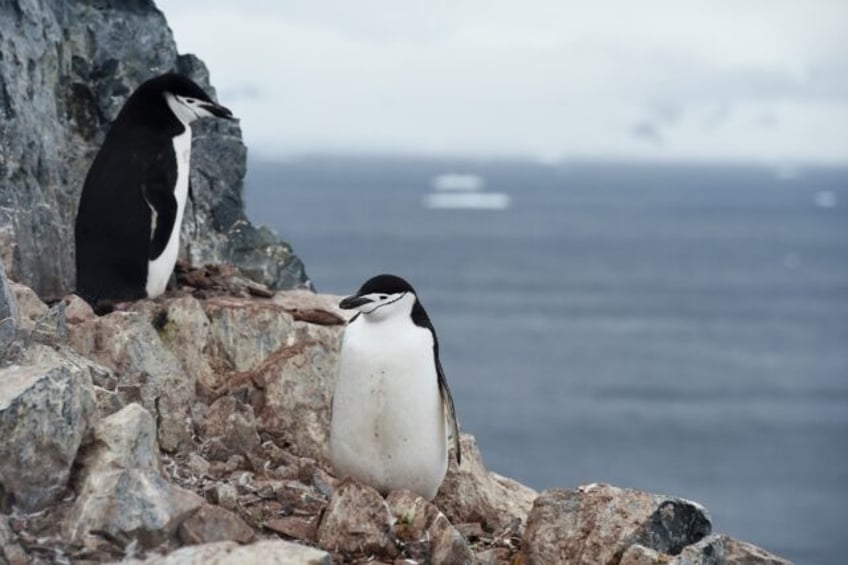 penguins snatch 11 hours of sleep through seconds long micronaps