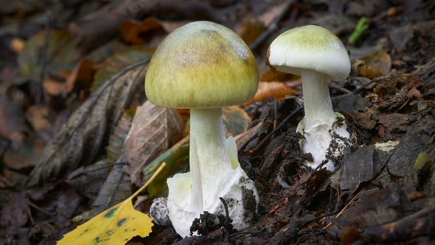 A mushroom known as the "death cap"