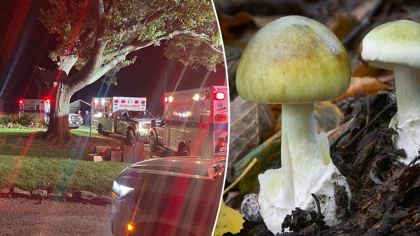 Split image with ambulances on one side and a mushroom on another.